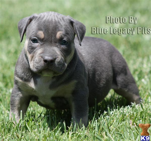 Puppies in Riverside